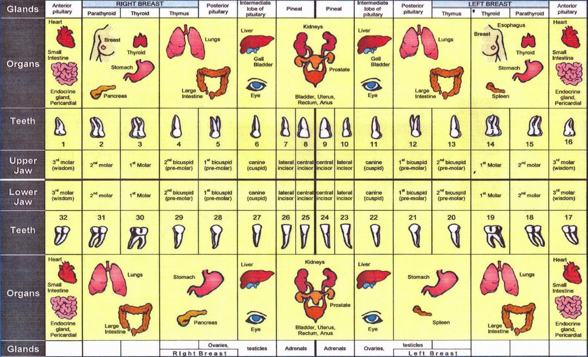 Meridian Tooth Chart OraWellness